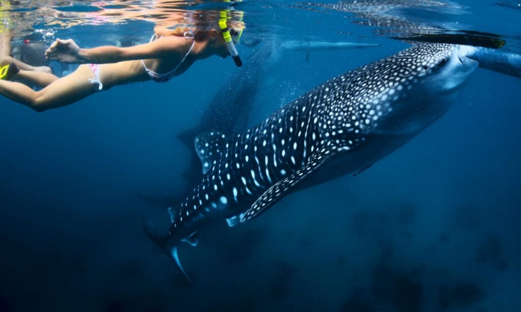 whale shark swimming safari