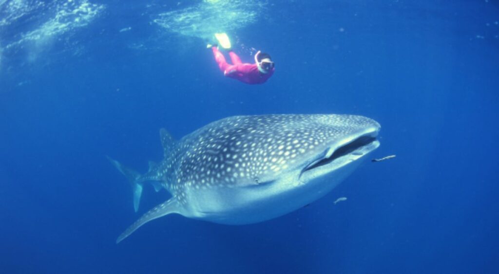 whale shark swimming safari