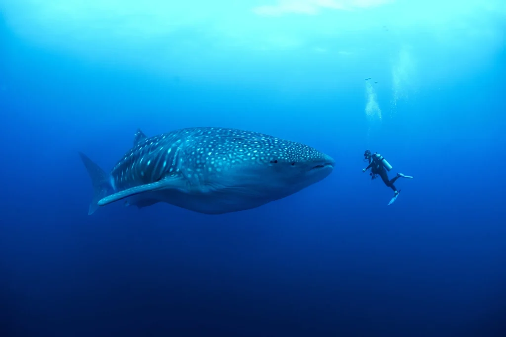 deep water whale shark expedition