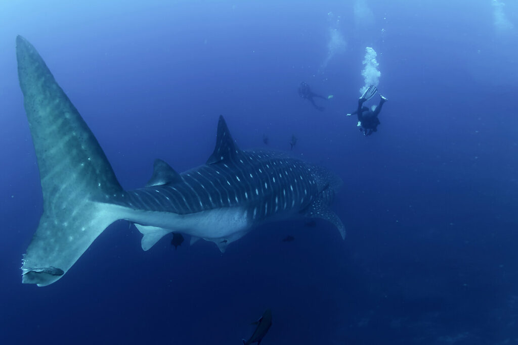 deep water whale shark expedition