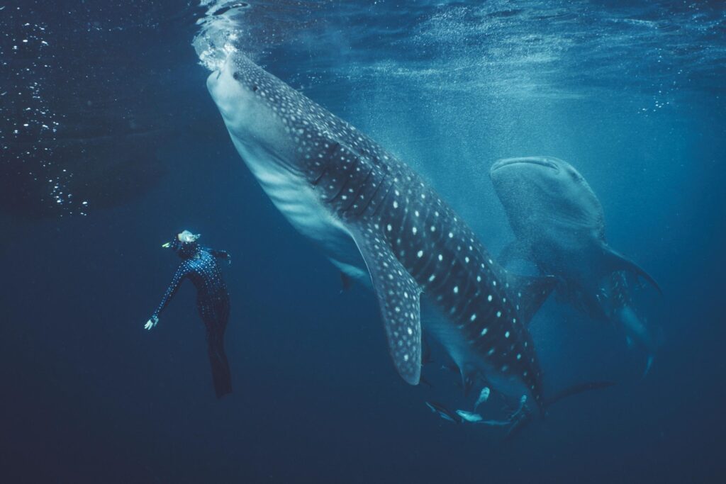 deep water whale shark expedition