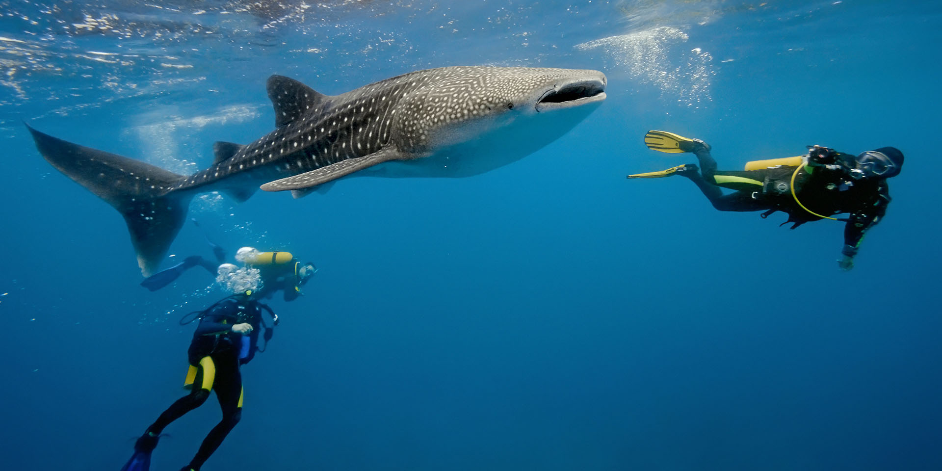 deep water whale shark expedition