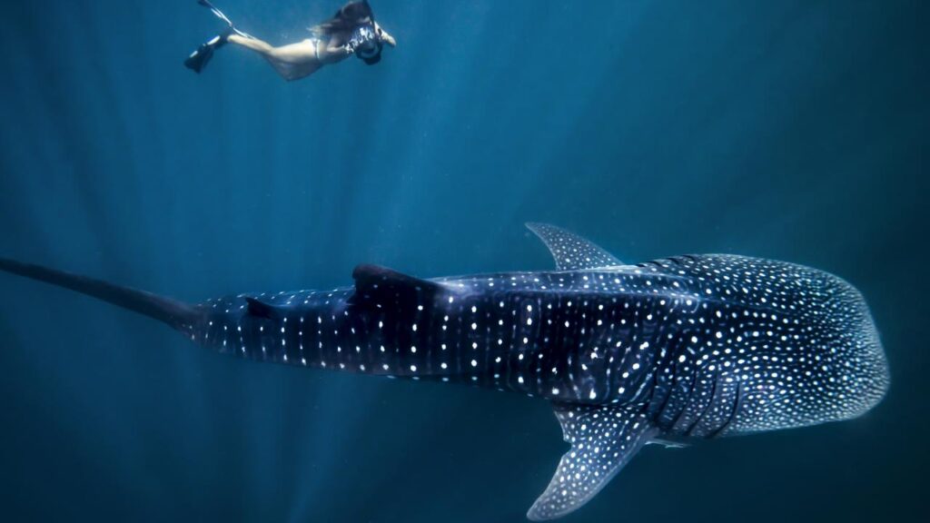 multi day whale shark excursion