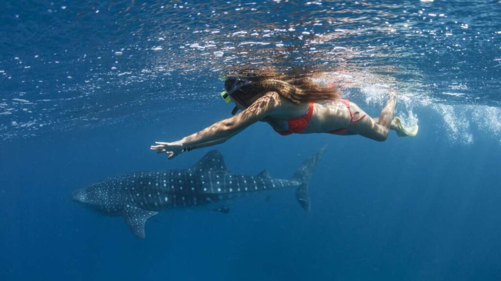 snorkeling with whale sharks nature tour