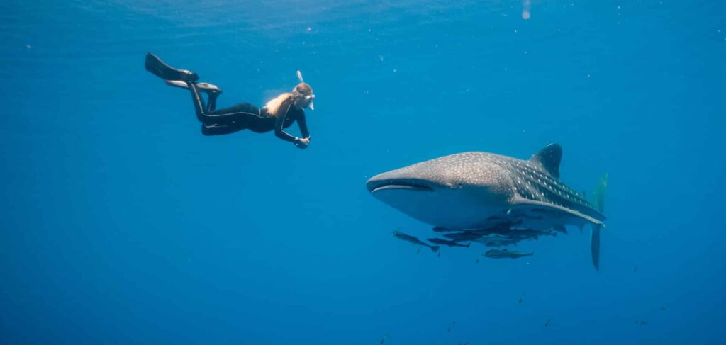 whale shark tour shallow water