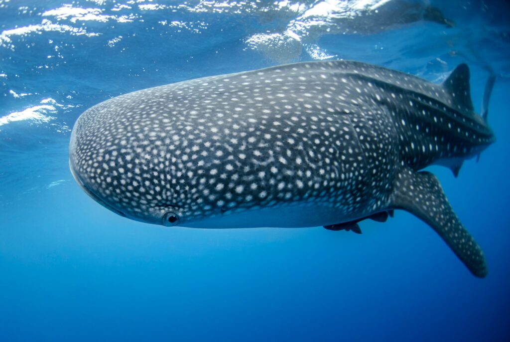whale shark tours Indonesia marine life