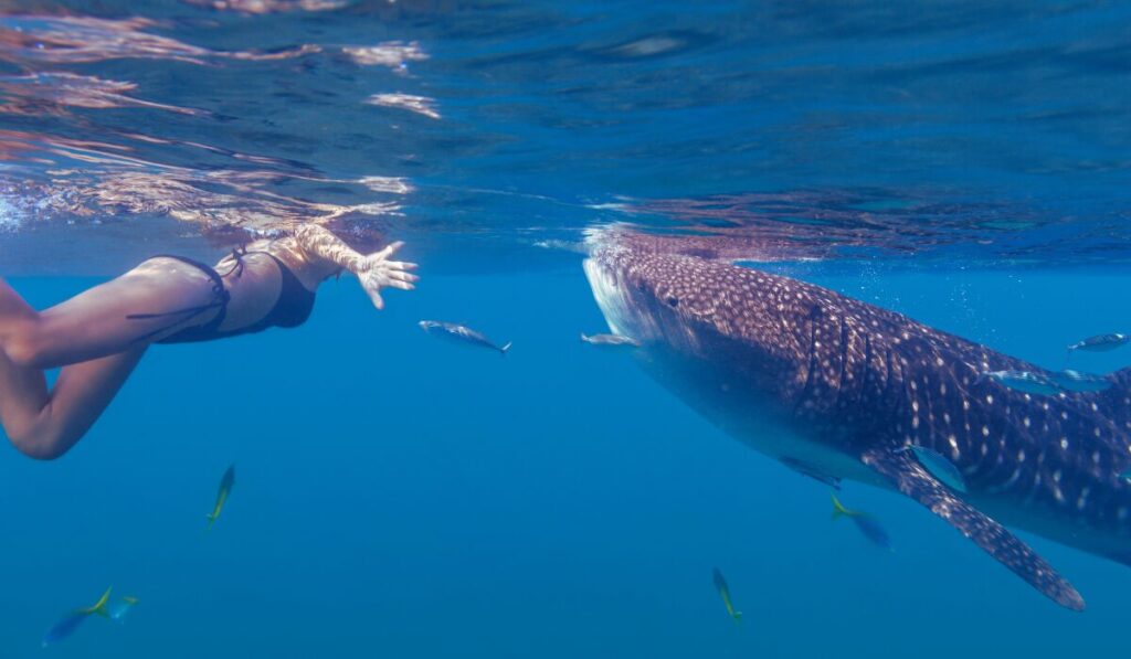 whale shark tours Indonesia marine life