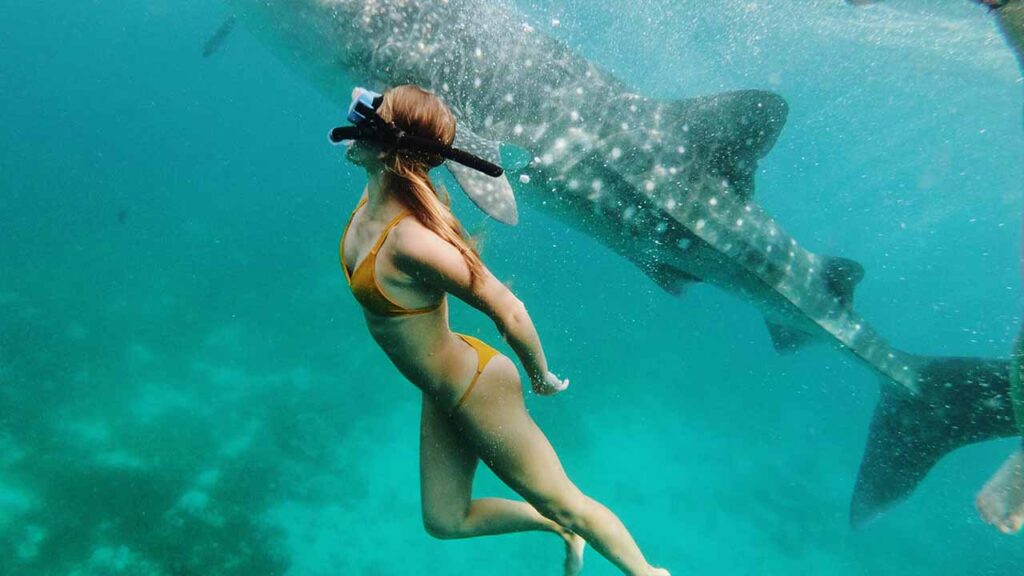 whale shark tours Indonesia marine life