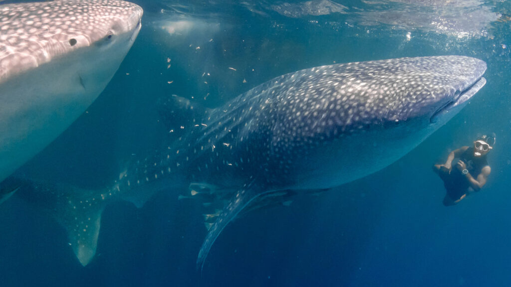 whale shark tours Indonesia marine life
