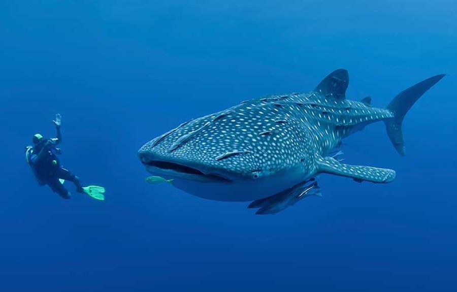 whale shark tours Indonesia marine life