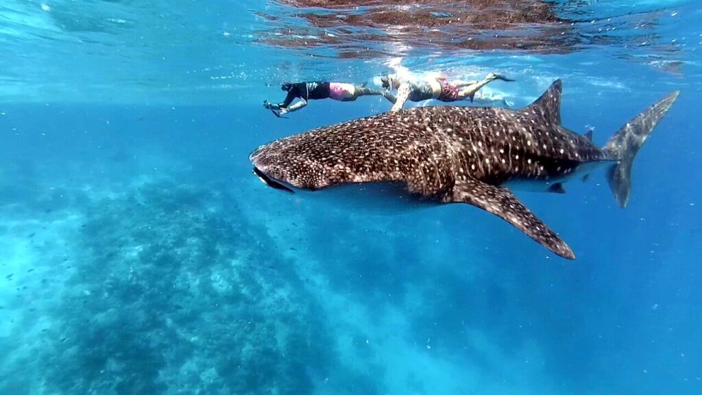Photography whale shark snorkeling