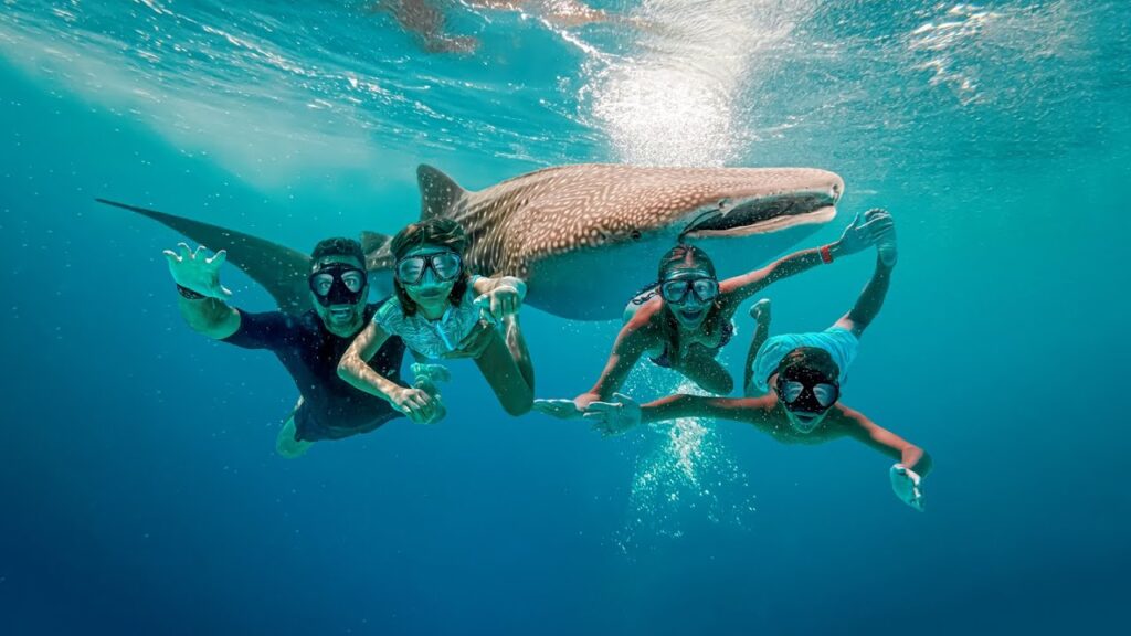 Photography whale shark snorkeling