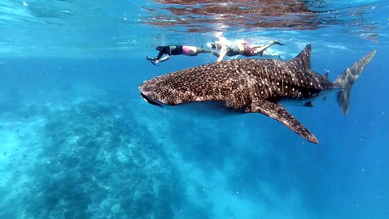 Photography whale shark snorkeling