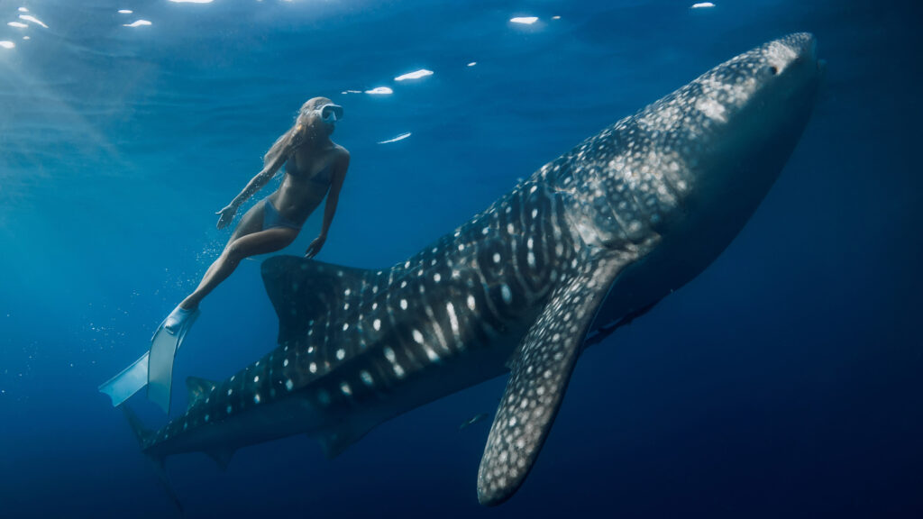 Swimming with whale sharks deep water