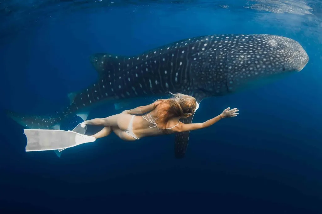 Swimming with whale sharks deep water