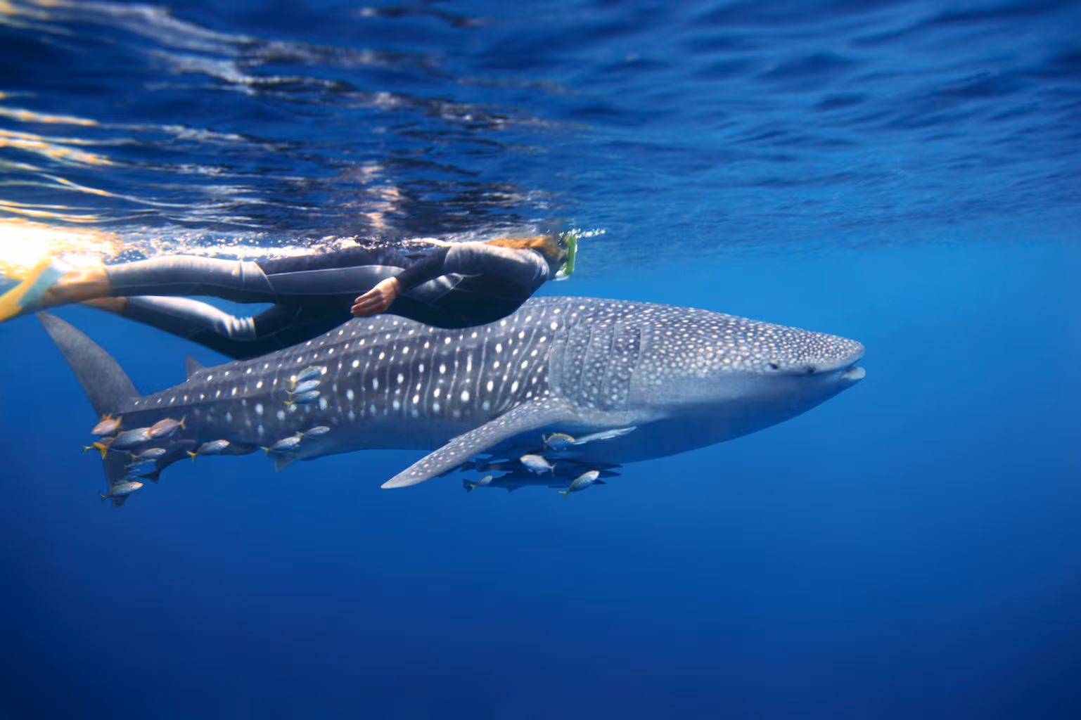 beginner friendly whale shark adventure