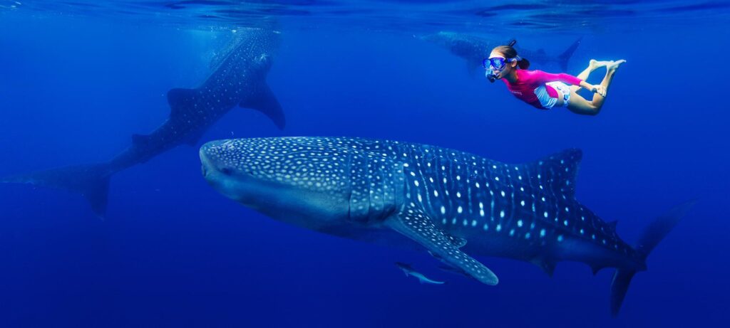 best place to swim with whale sharks luxury