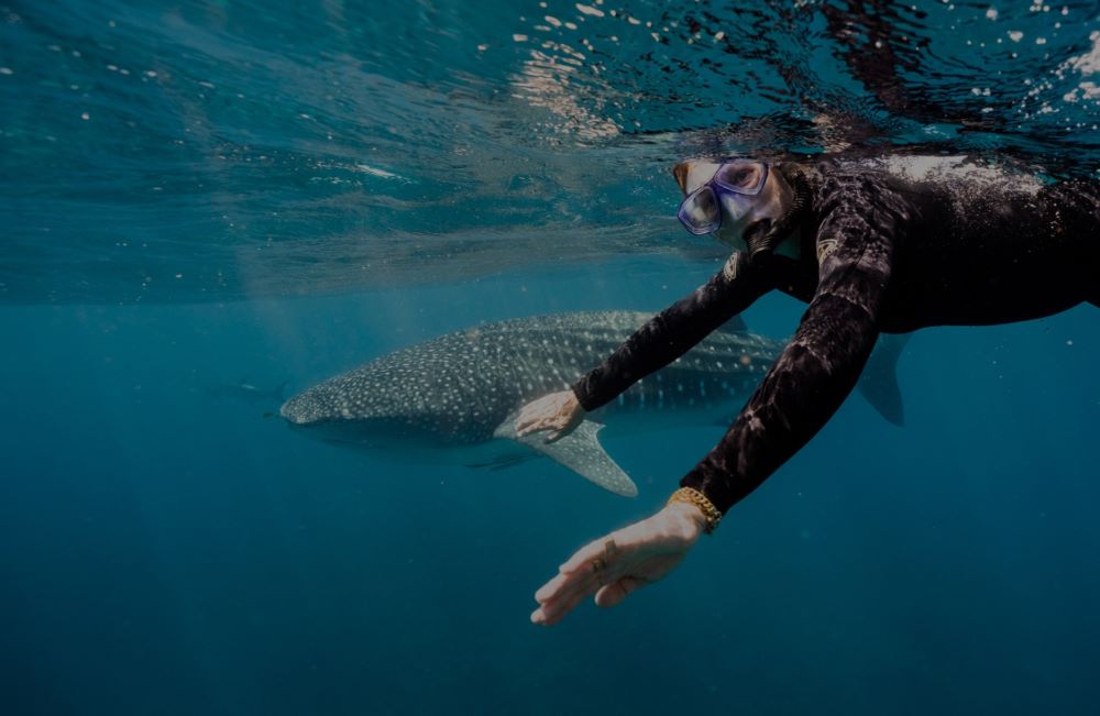 best place to swim with whale sharks luxury