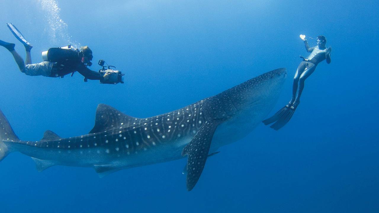 best place to swim with whale sharks luxury