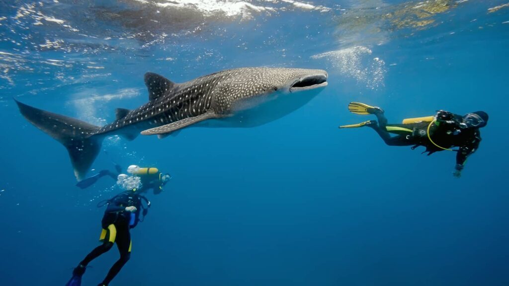 guided whale shark safari