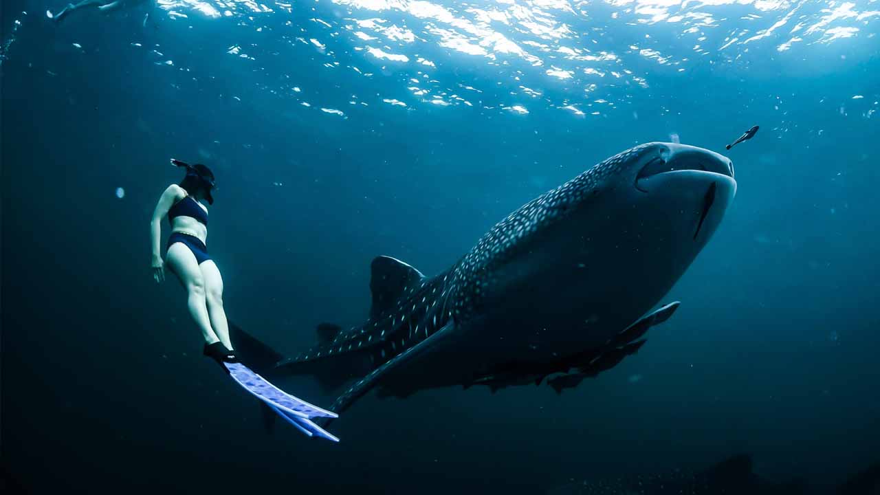 guided whale shark safari