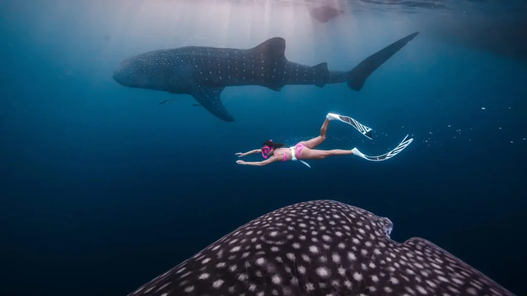 how to go for whale shark season Sumbawa