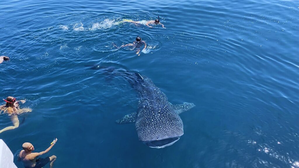 luxury Saleh Bay whale shark