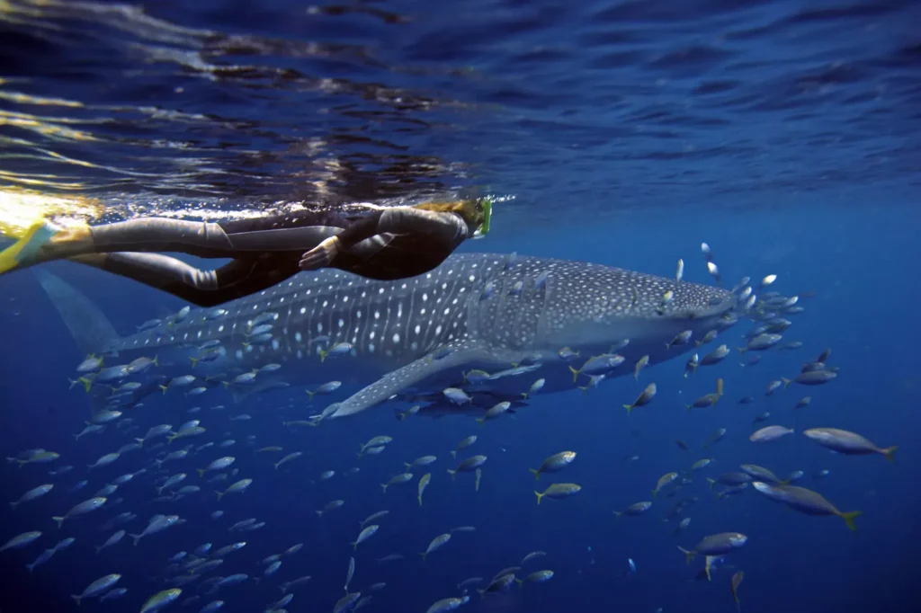 swimming with whale sharks advanced