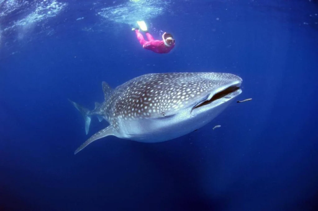 swimming with whale sharks advanced
