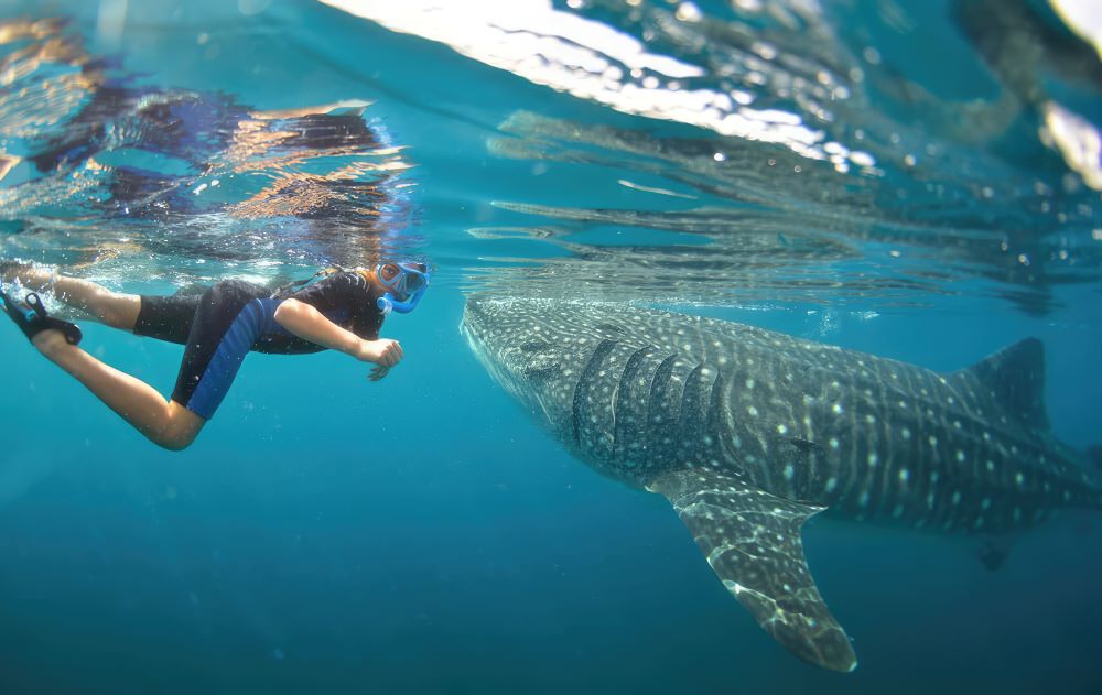 swimming with whale sharks advanced