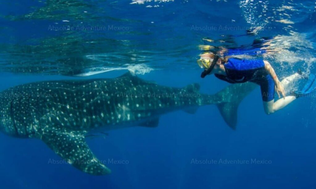 whale shark snorkeling eco-friendly