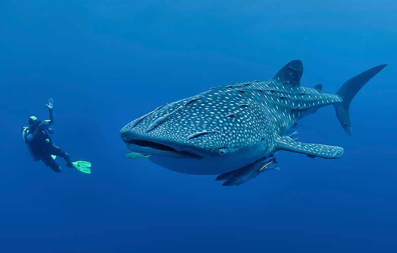 where to dive with whale sharks scuba tour