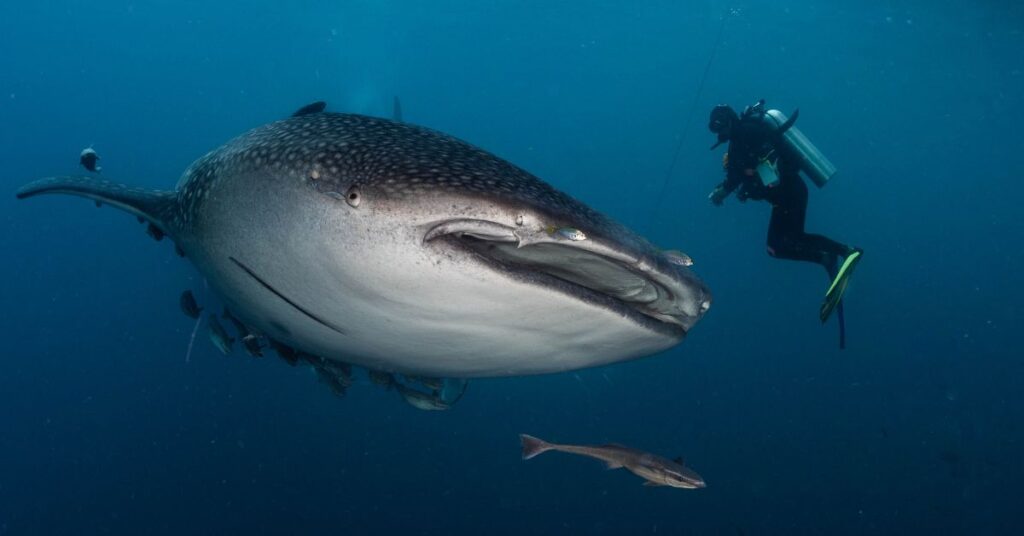 where to dive with whale sharks scuba tour