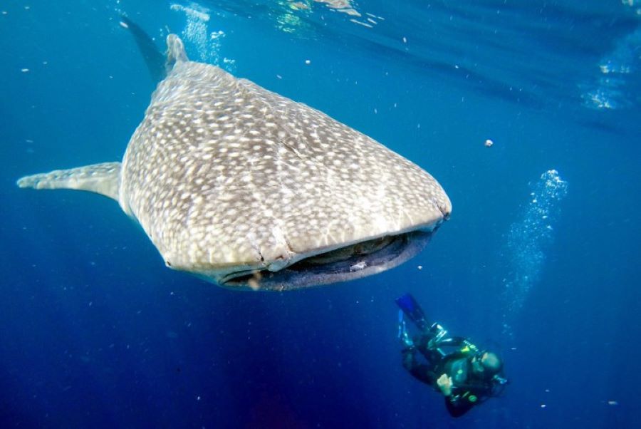 where to dive with whale sharks scuba tour