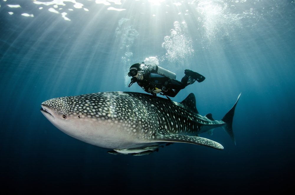 where to dive with whale sharks scuba tour