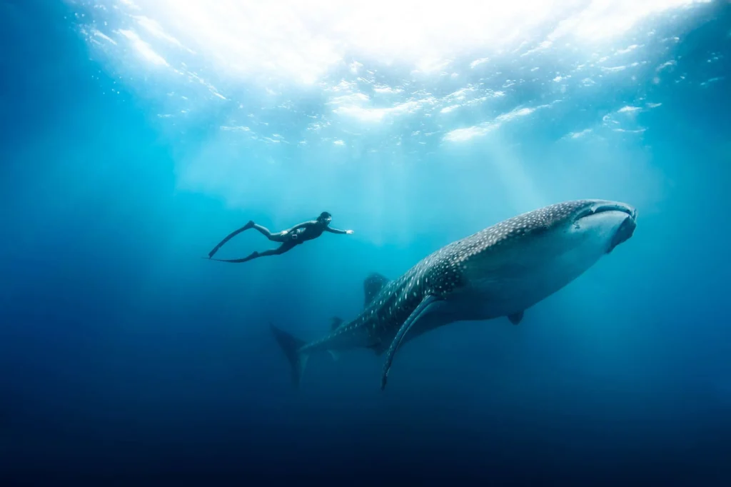 3 day diving with whale sharks