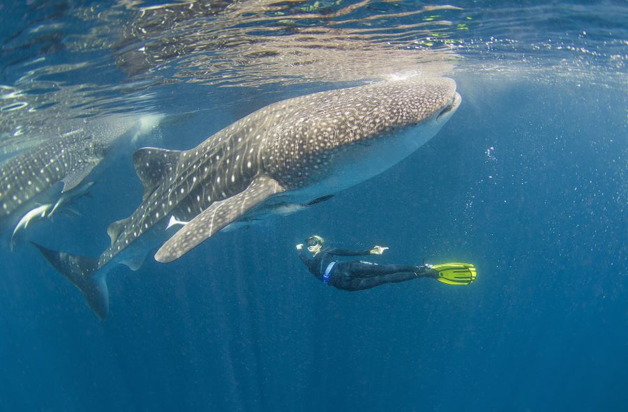 3 day diving with whale sharks