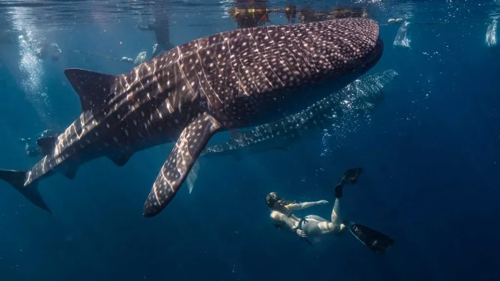 3 day diving with whale sharks