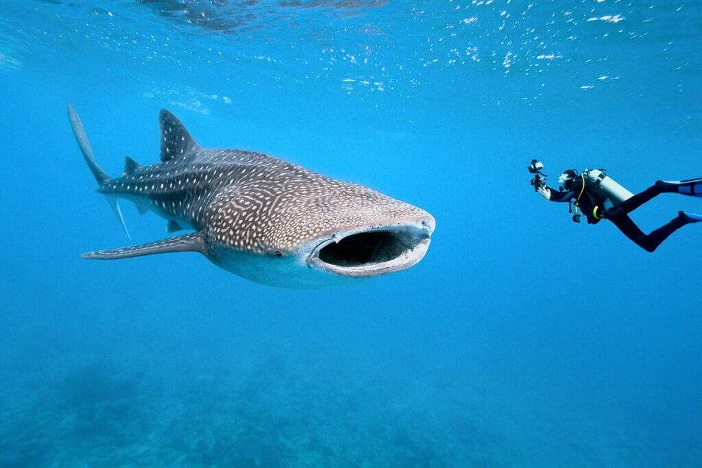 Diving with whale sharks unguided