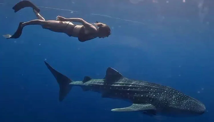 Saleh Bay whale shark beginner friendly
