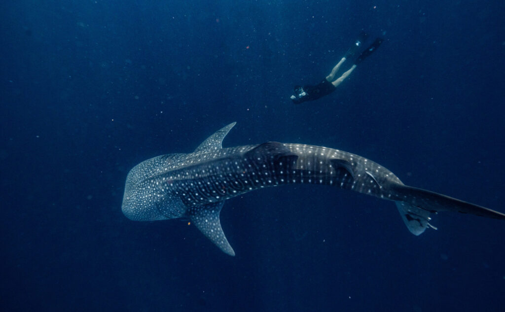 Whale shark experience how to go for