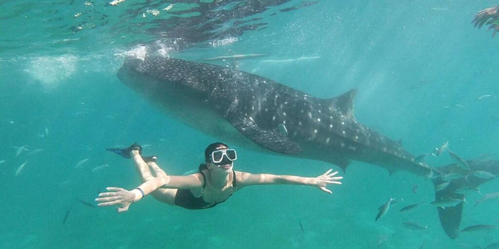 Whale shark tour photography