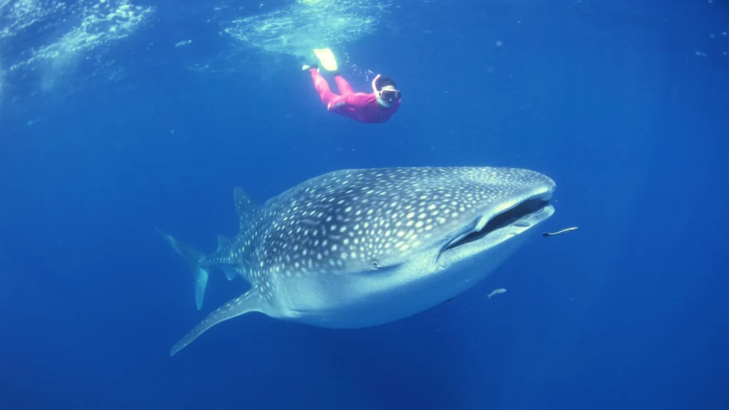 Whale shark tour photography
