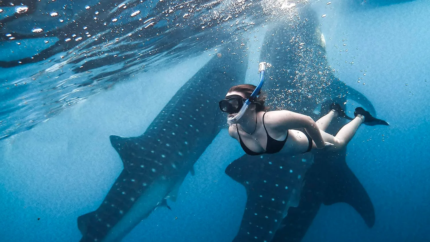 Whale shark tour photography