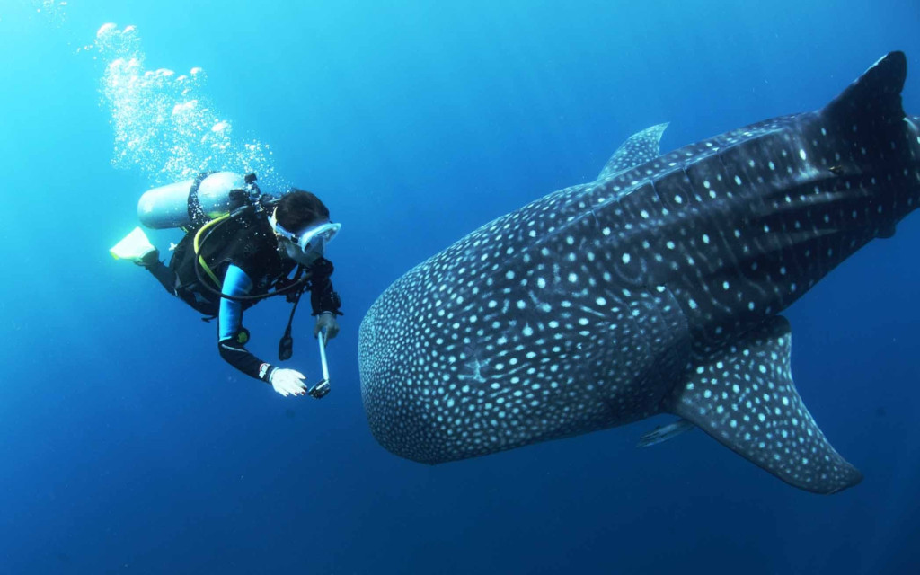 how to go for where to dive with whale sharks