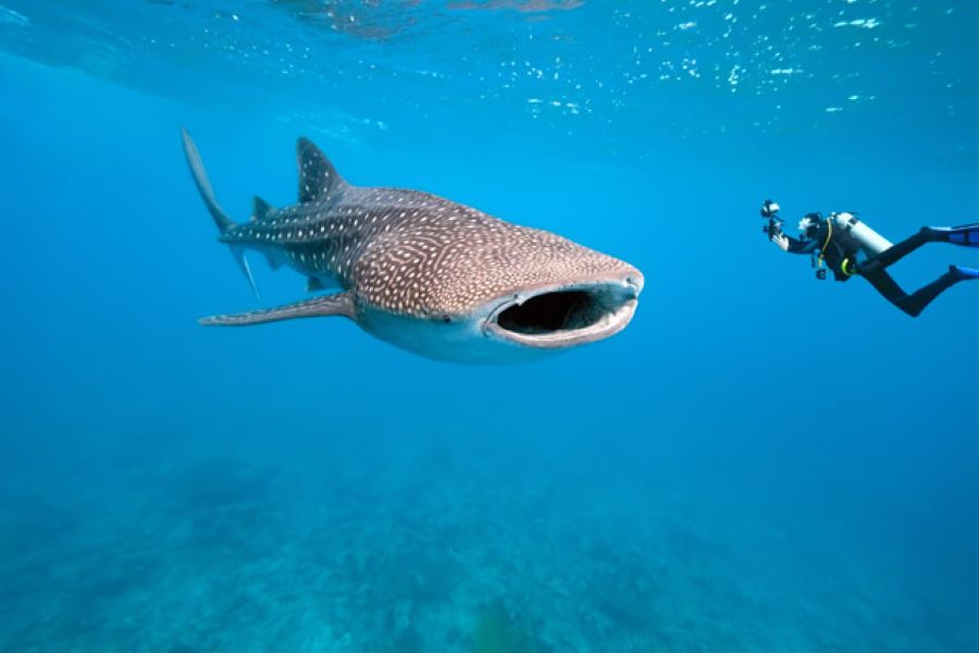 how to go for where to dive with whale sharks