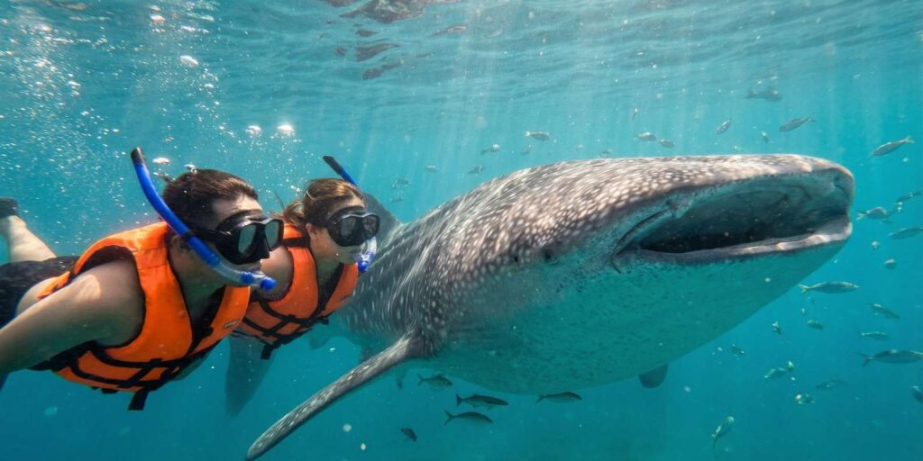 swimming with whale sharks in Indonesia