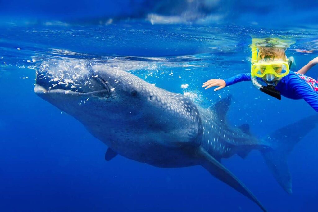 swimming with whale sharks in Indonesia