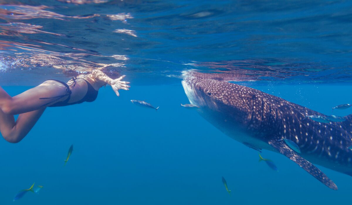 swimming with whale sharks in Indonesia