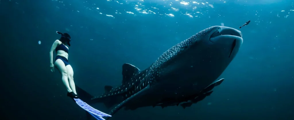 whale shark experience safari tour